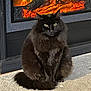 Blackberry joined the competition — help win amazing prizes! cat, black_cat, fluffy, fireplace, indoor, carpet, pet, animal, feline, cozy, warm, sitting, fur, eyes, home, domestic, relaxed, cute, mammal, quiet