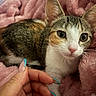 Shelly joined the competition — help win amazing prizes! animal, blanket, cat, closeup, cozy, cute, domestic, eyes, feline, fur, hand, indoor, kitten, nails, pet, pink, resting, soft, touch, whiskers