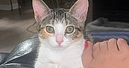 Shelly is registered to the contest to win money with this photo: animal, cat, couch, curious, cute, domestic_cat, ears, eyes, feline, foot, fur, home, indoor, living_room, person, pet, relaxing, tabby, toenails, whiskers