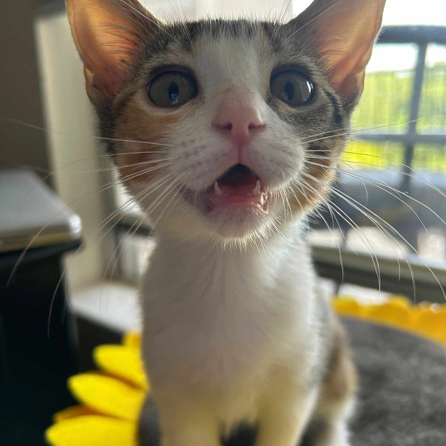 Shelly is registered to the contest to win money with this photo: animal, blurred_background, cat, close_up, curious, cushion, cute, domestic_animal, ears, face, feline, fur, indoor, kitten, mouth_open, pet, sunflower, whiskers, window, young