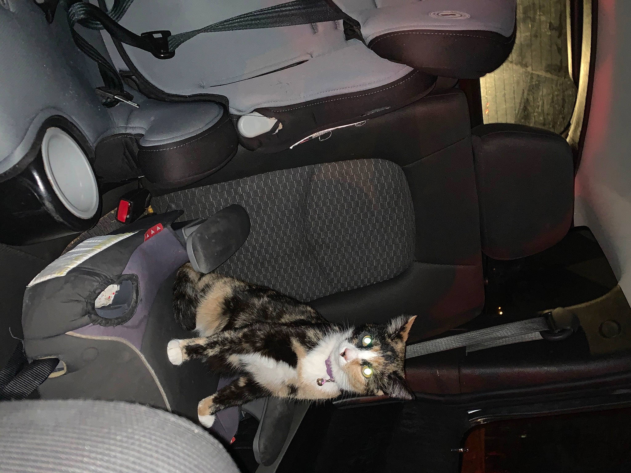 Eva joined the competition — help win amazing prizes! alloy_wheel, auto_part, automotive_design, automotive_exterior, automotive_lighting, automotive_tire, automotive_wheel_system, car, car_seat, car_seat_cover, carnivore, cat, gear_shift, motor_vehicle, personal_luxury_car, rim, steering_part, steering_wheel, vehicle, vehicle_door