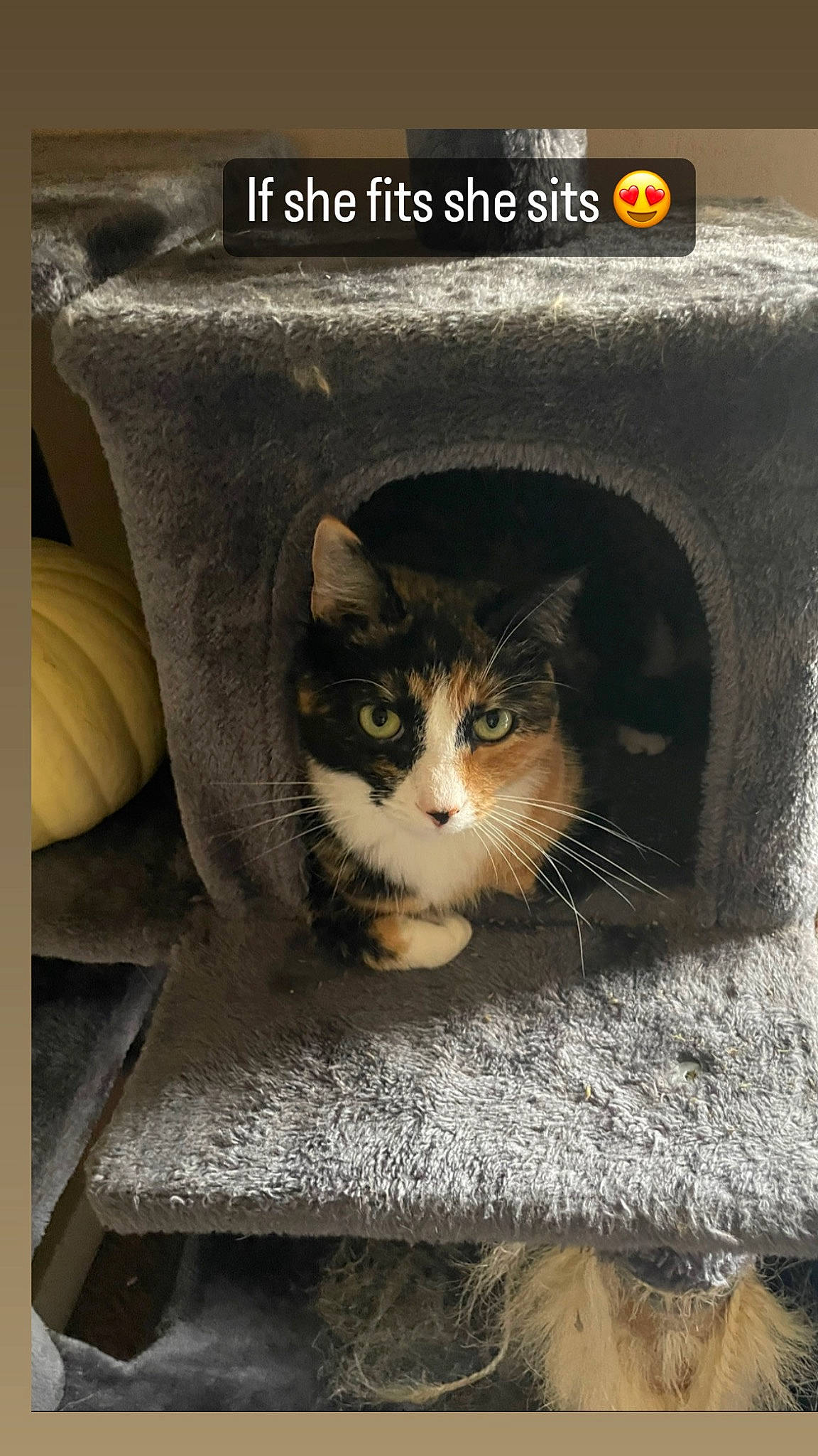 Eva joined the competition — help win amazing prizes! automotive_tire, box, cardboard, carnivore, cat, cat_furniture, cat_supply, domestic_short_haired_cat, felidae, font, fur, paw, pet_supply, photo_caption, rectangle, room, small_to_medium_sized_cats, tail, whiskers, window