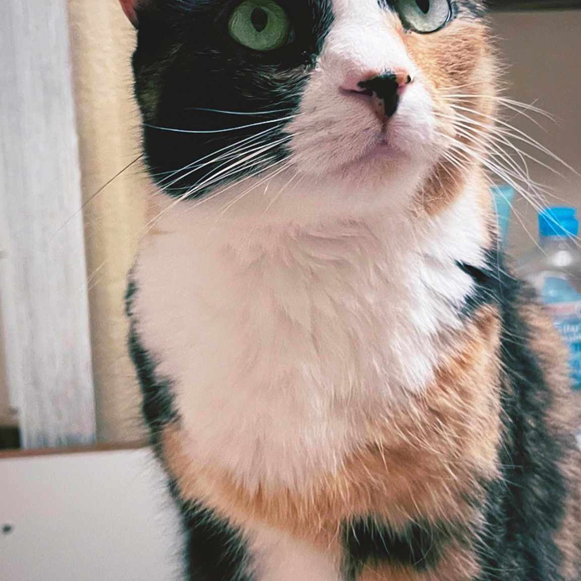 Eva