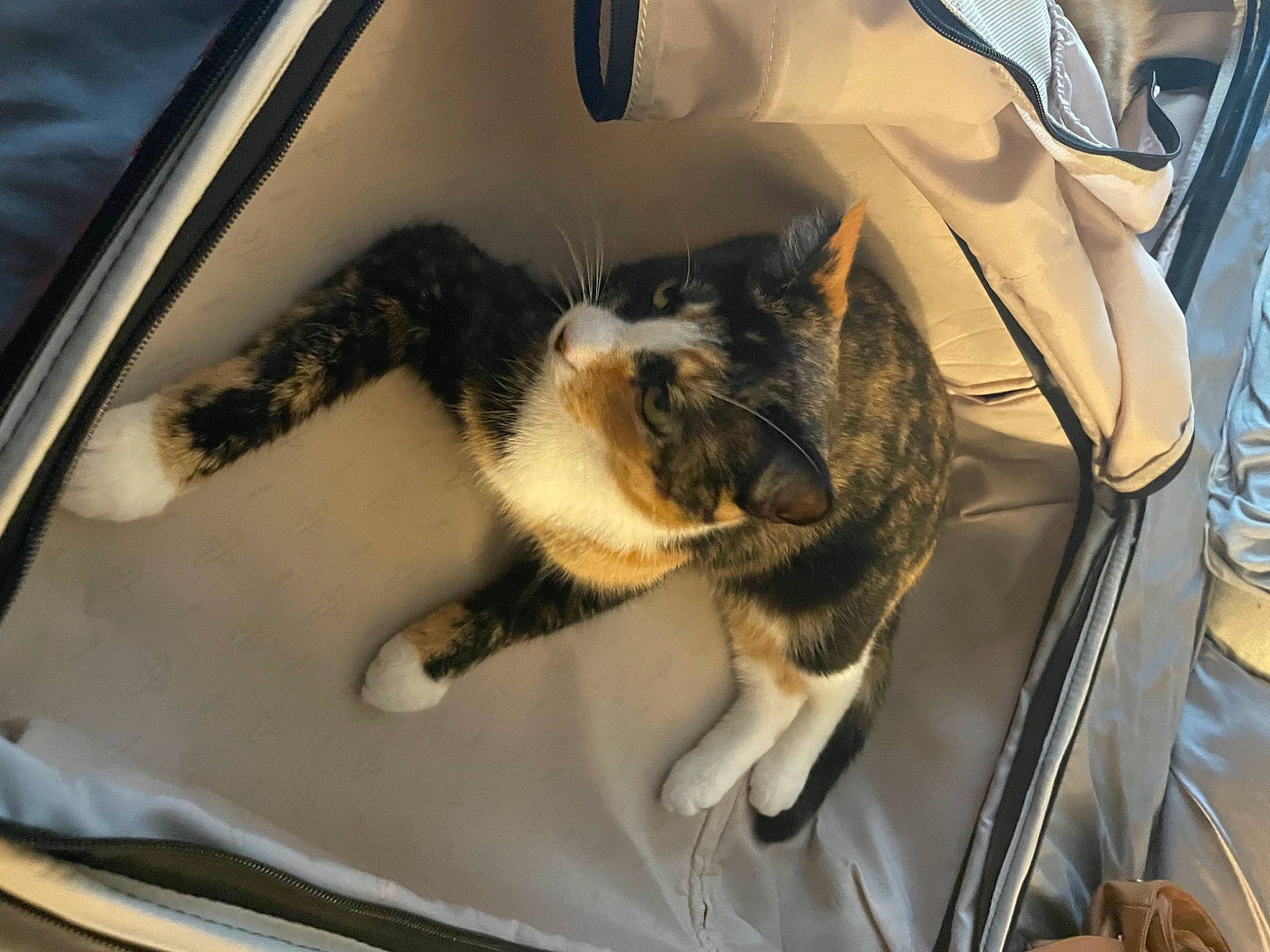 Eva joined the competition — help win amazing prizes! auto_part, automotive_design, automotive_exterior, bag, carnivore, cat, comfort, domestic_short_haired_cat, felidae, fur, motor_vehicle, personal_luxury_car, small_to_medium_sized_cats, sporting_group, tail, vehicle, vehicle_door, vertebrate, whiskers, windshield