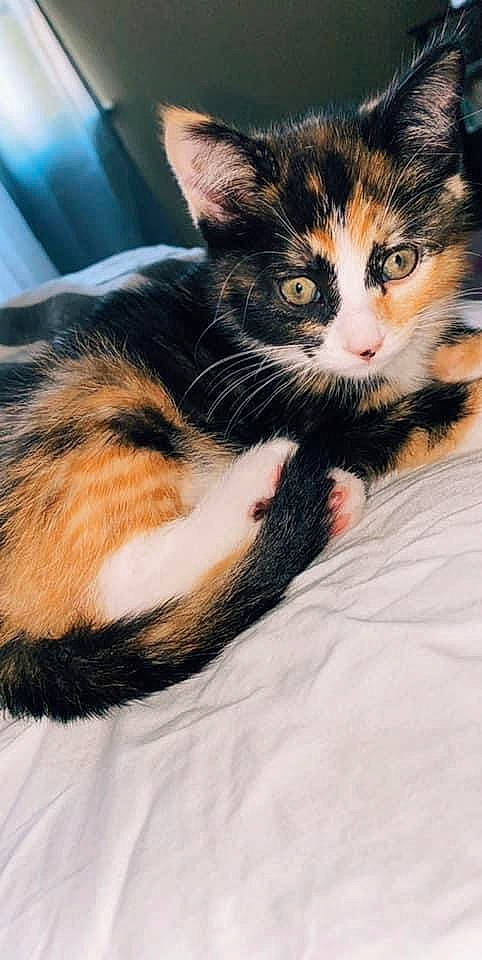 Eva joined the competition — help win amazing prizes! carnivore, cat, claw, comfort, domestic_short_haired_cat, felidae, fur, paw, sitting, small_to_medium_sized_cats, tail, whiskers
