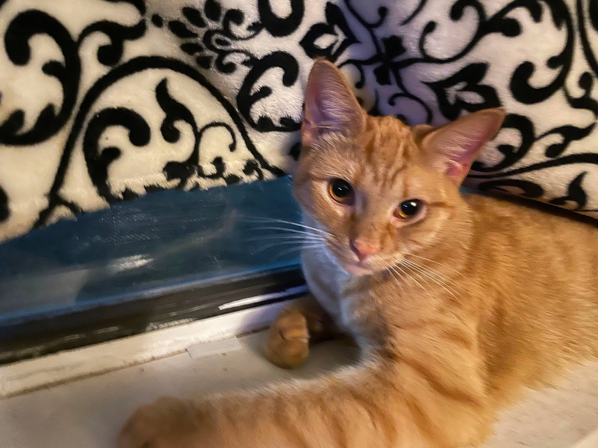 Pablo is registered to the contest to win money with this photo: carnivore, cat, claw, comfort, domestic_short_haired_cat, fawn, felidae, fur, paw, sitting, small_to_medium_sized_cats, snout, tail, whiskers, window, wood