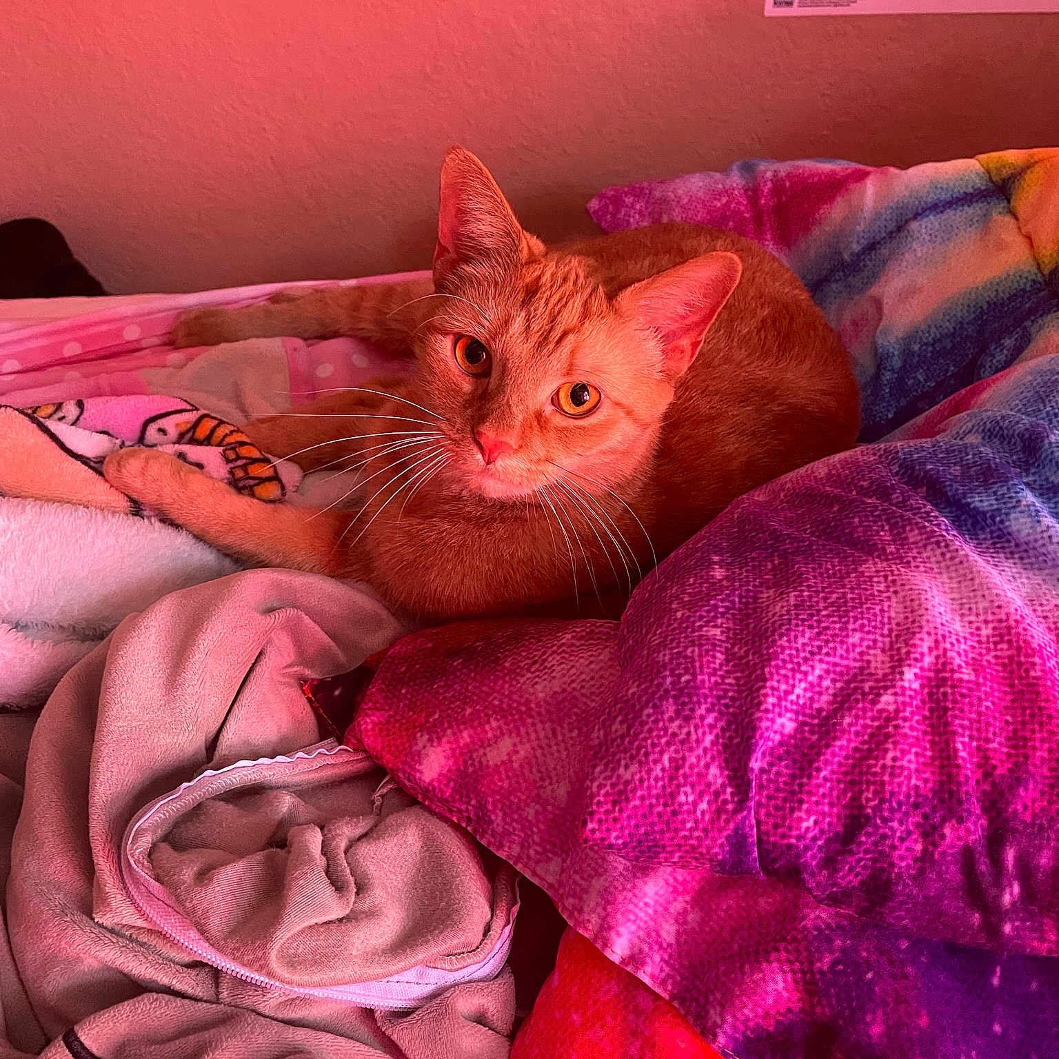 Pablo