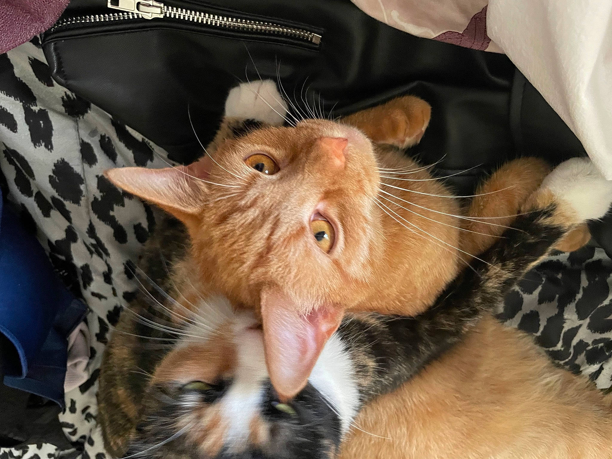 Pablo is registered to the contest to win money with this photo: beard, carnivore, cat, claw, comfort, domestic_short_haired_cat, ear, eye, eyelash, fang, fawn, felidae, foot, fur, head, paw, small_to_medium_sized_cats, snout, terrestrial_animal, whiskers
