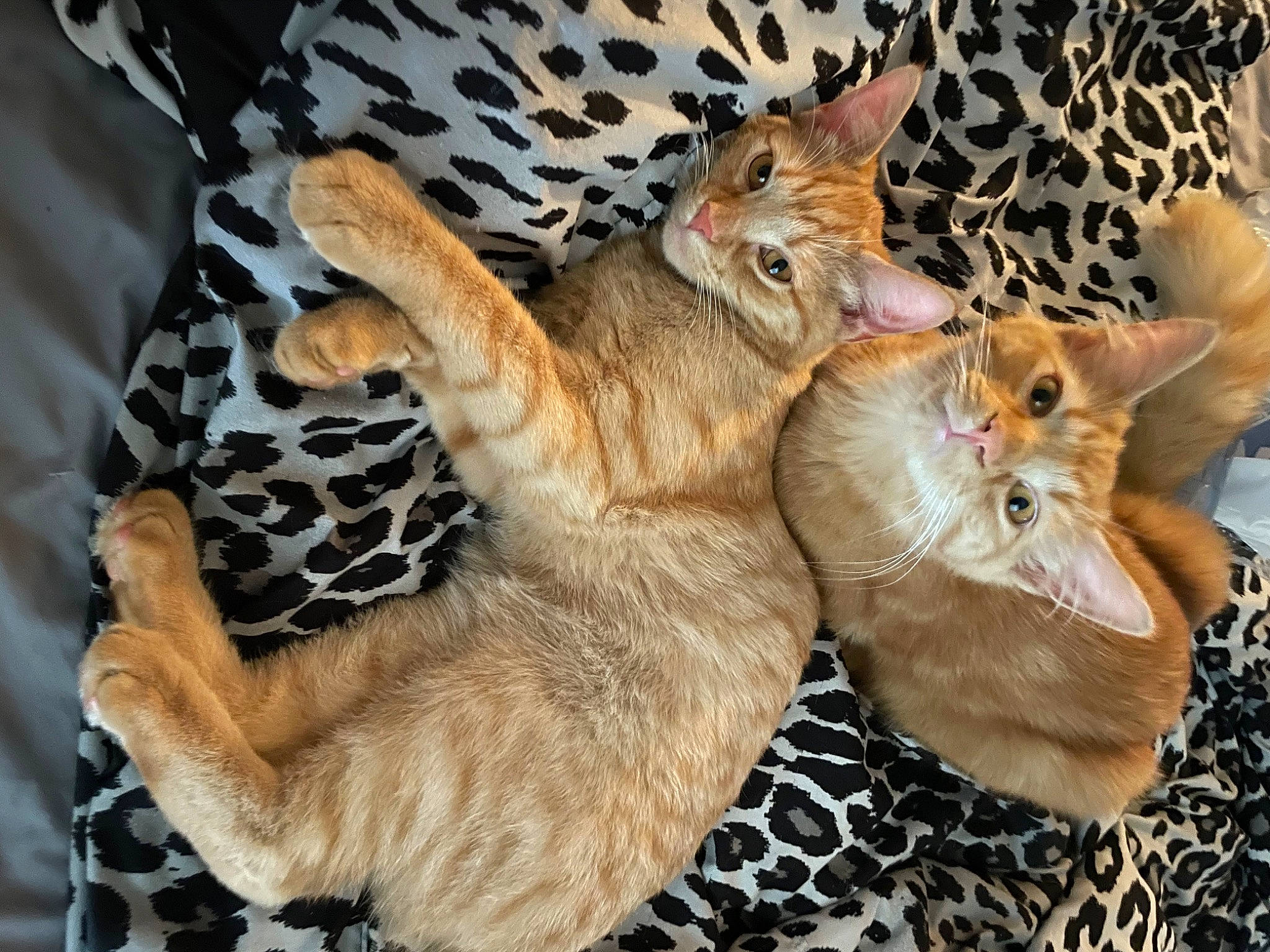 Pablo joined the competition — help win amazing prizes! carnivore, cat, claw, comfort, domestic_short_haired_cat, fawn, felidae, fur, nap, pattern, paw, small_to_medium_sized_cats, tail, whiskers