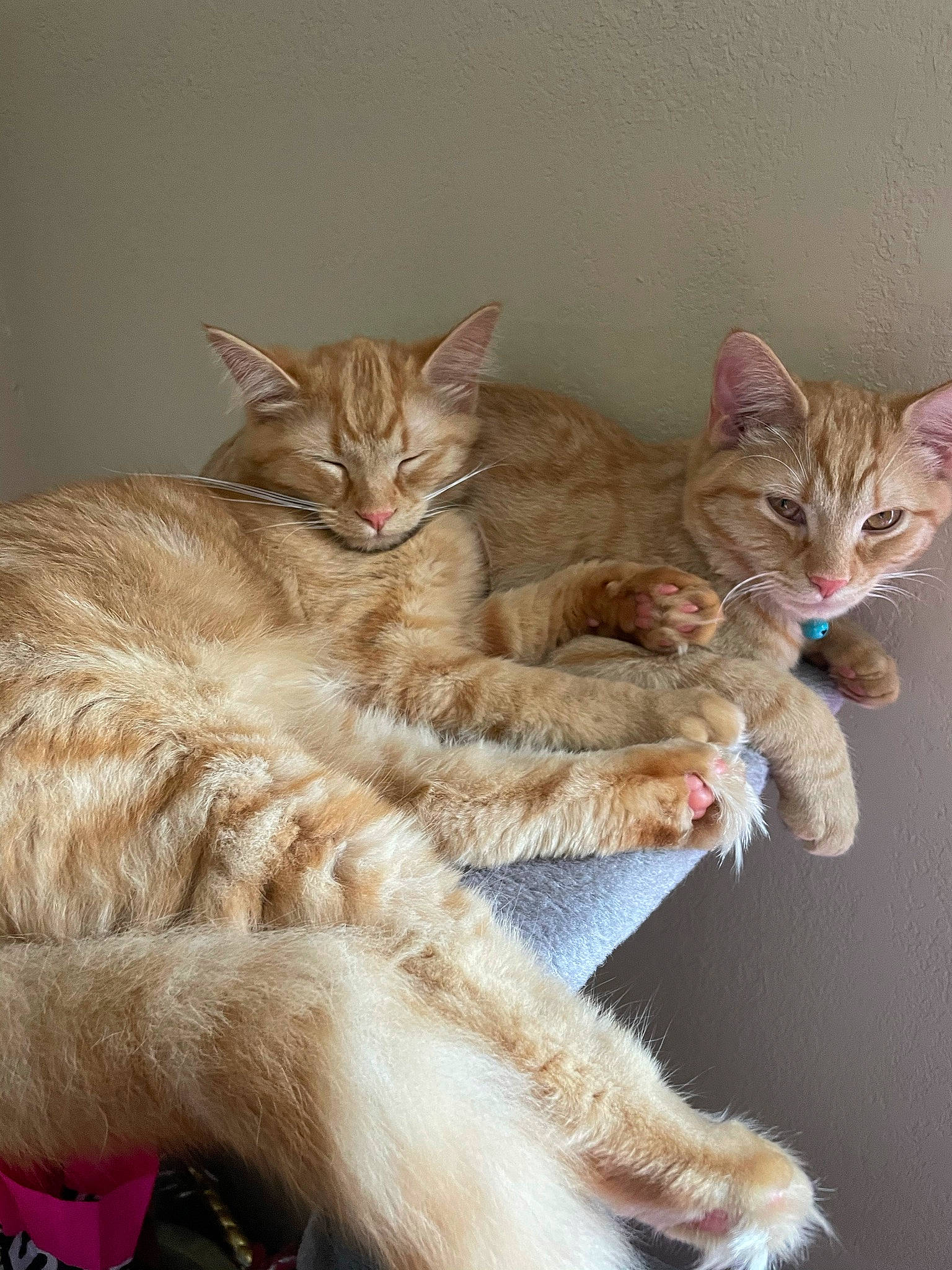 Pablo is registered to the contest to win money with this photo: carnivore, cat, claw, domestic_short_haired_cat, fawn, felidae, fur, paw, small_to_medium_sized_cats, snout, tail, terrestrial_animal, whiskers, wildlife