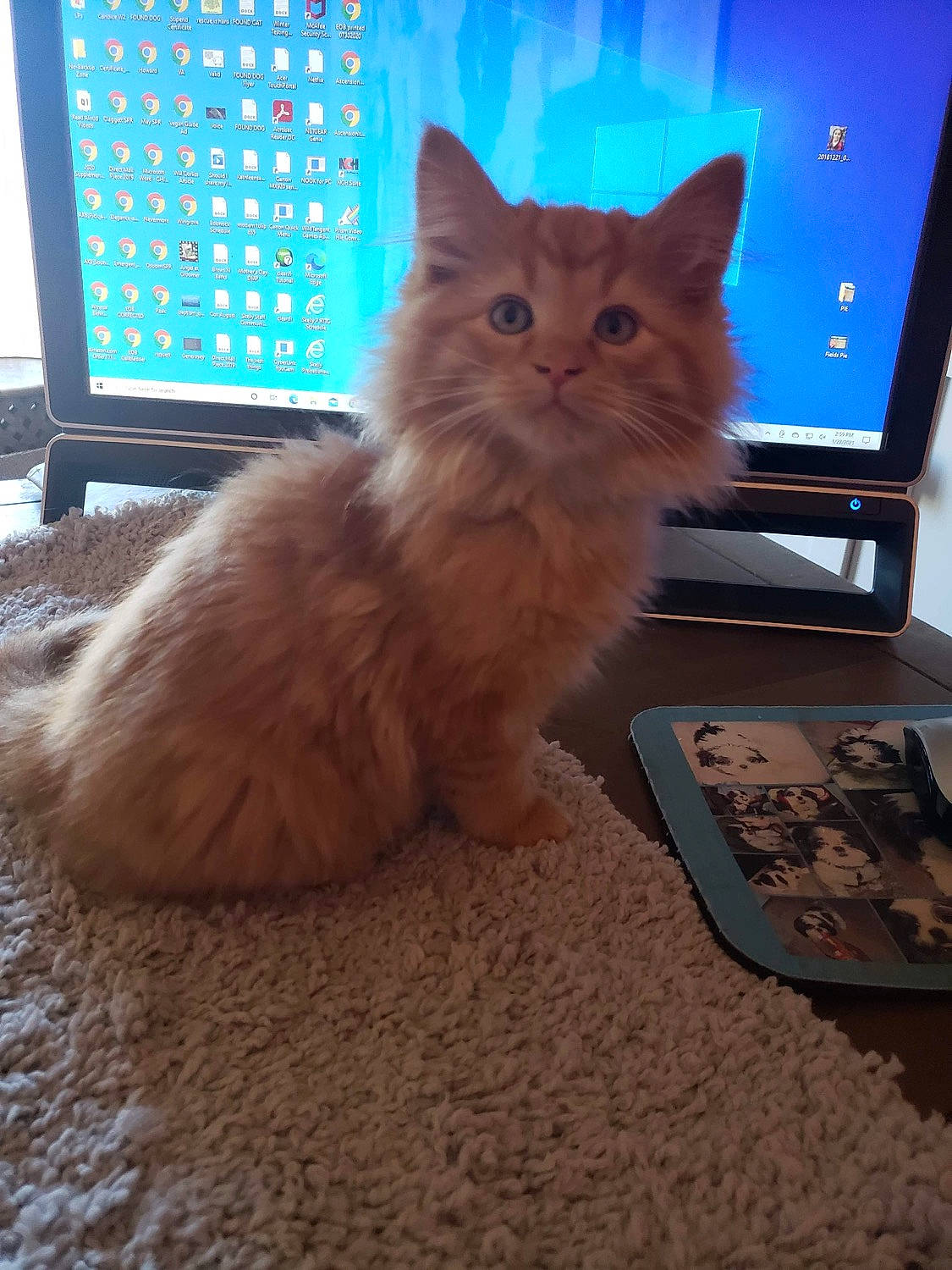 Simba