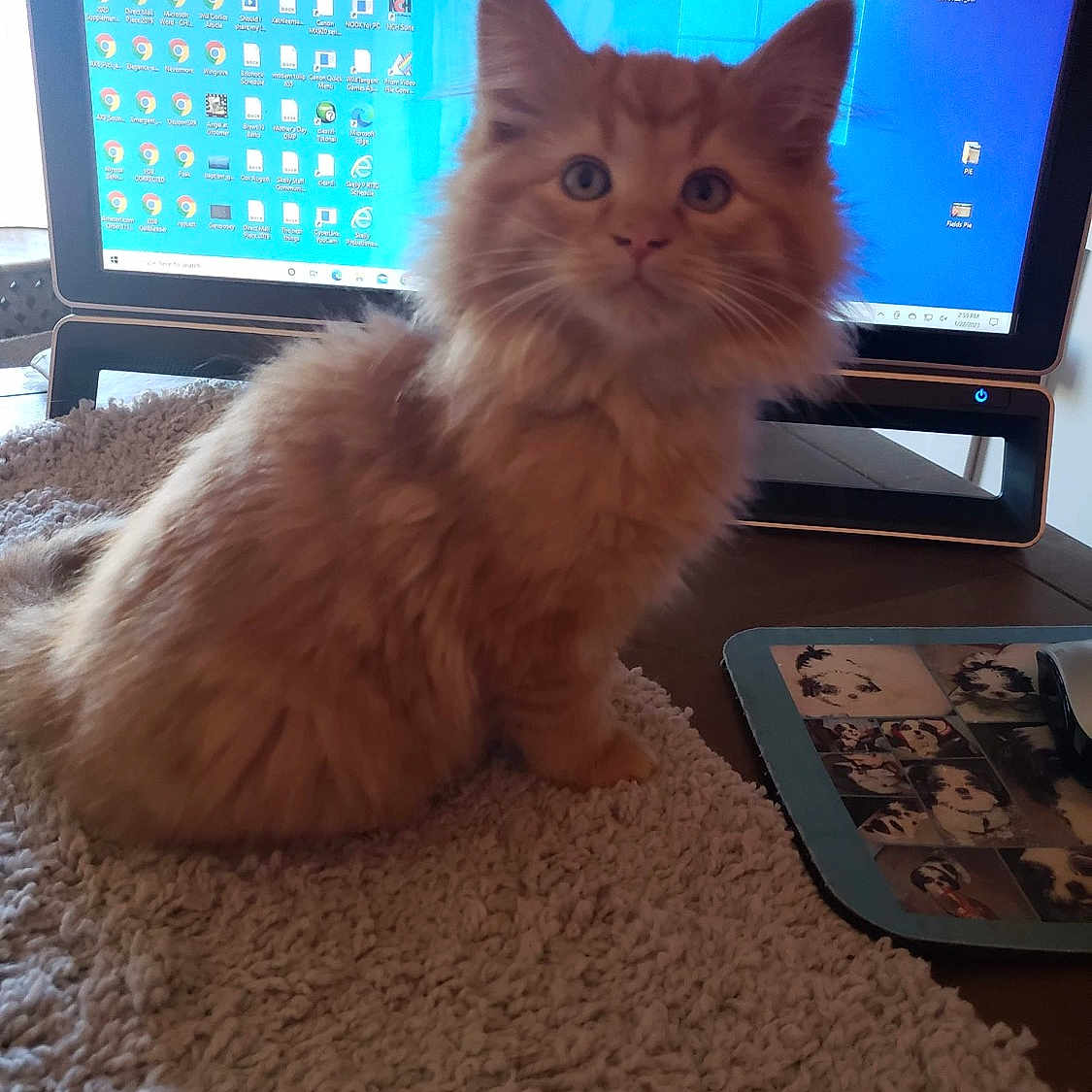 Simba