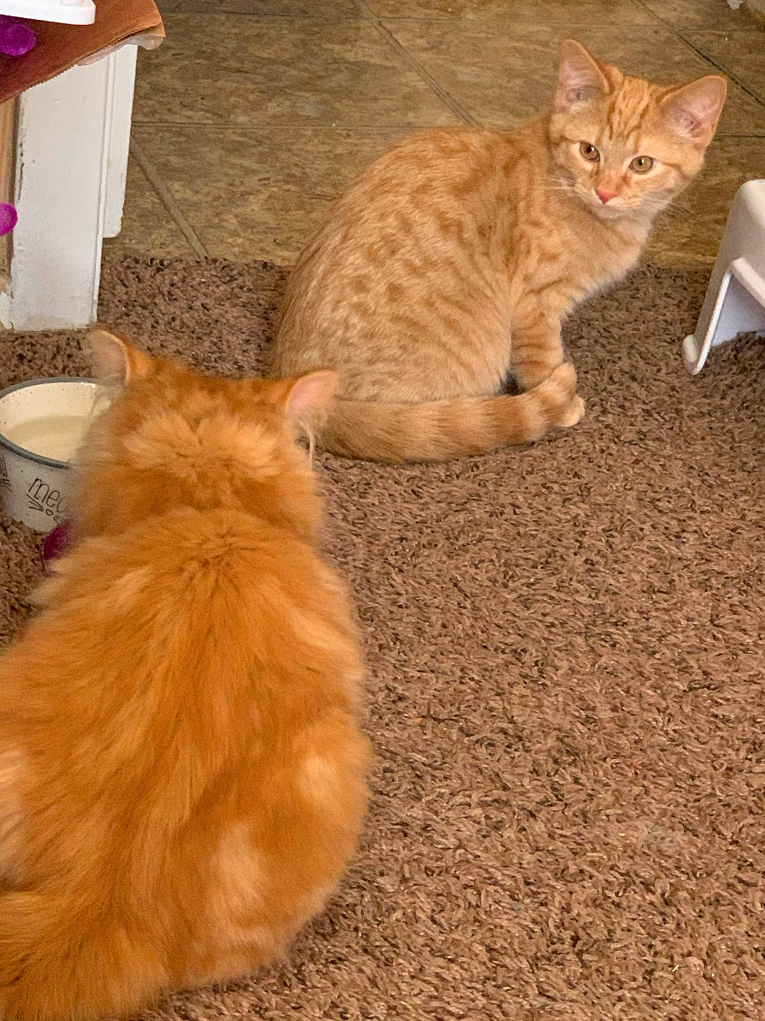 Simba is registered to the contest to win money with this photo: carnivore, cat, claw, comfort, domestic_short_haired_cat, fawn, felidae, flooring, foot, fur, mammal, paw, small_to_medium_sized_cats, snout, tableware, tail, terrestrial_animal, vertebrate, whiskers, wood