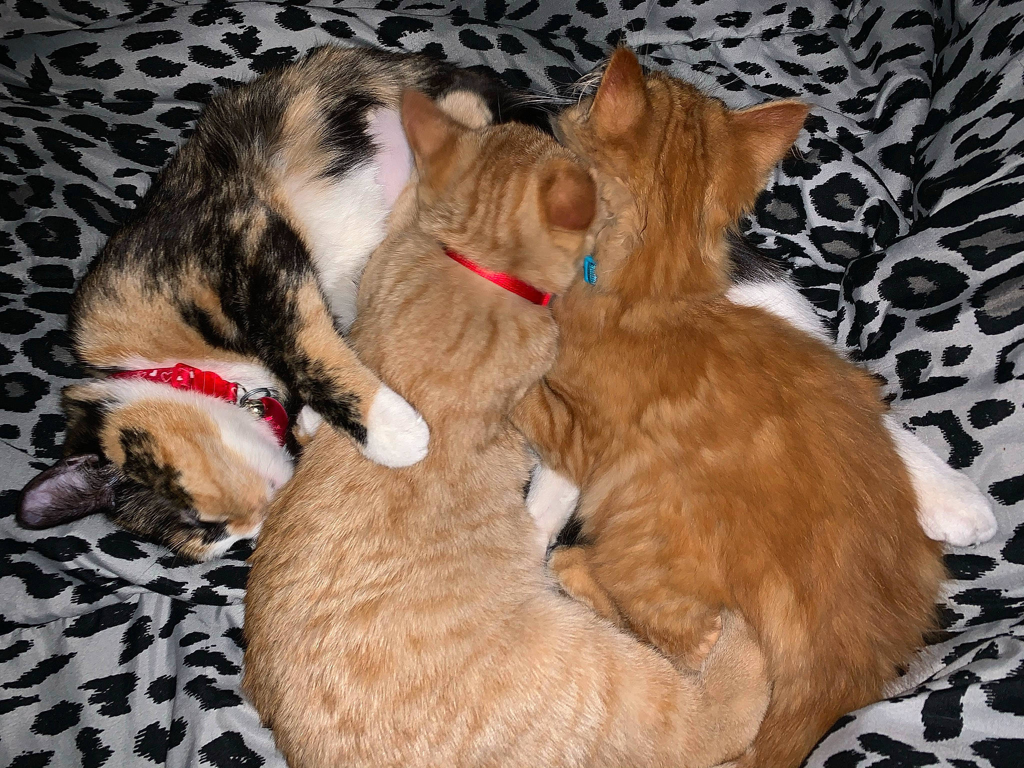 Simba joined the competition — help win amazing prizes! carnivore, cat, claw, collar, comfort, companion_dog, dog_breed, domestic_short_haired_cat, ear, event, fawn, felidae, foot, fur, paw, pet_supply, small_to_medium_sized_cats, snout, tail, whiskers