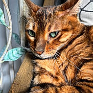 Tiki is registered to the contest to win money with this photo: cat, bengal_cat, close_up, green_eyes, striped_fur, whiskers, wooden_chair, indoor, sunlight, relaxed, pet, feline, cushion, decor, plant, fur_texture, portrait, animal, resting, cozy