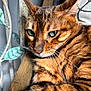 cat, bengal_cat, close_up, green_eyes, striped_fur, whiskers, wooden_chair, indoor, sunlight, relaxed, pet, feline, cushion, decor, plant, fur_texture, portrait, animal, resting, cozy