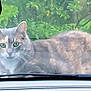 cat, animal, pet, car, windshield, glass, green_eyes, curious, outdoor, nature, leafy_background, feline, closeup, reflection, window, wildlife, mammal, whiskers, gray_cat, calico