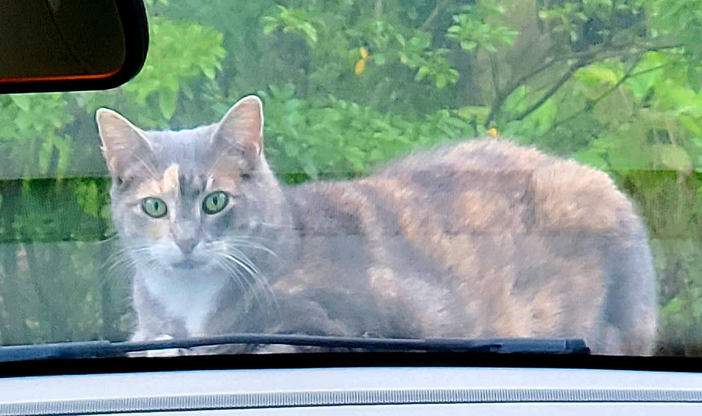 Gus Gus is registered to the contest to win money with this photo: cat, animal, pet, car, windshield, glass, green_eyes, curious, outdoor, nature, leafy_background, feline, closeup, reflection, window, wildlife, mammal, whiskers, gray_cat, calico