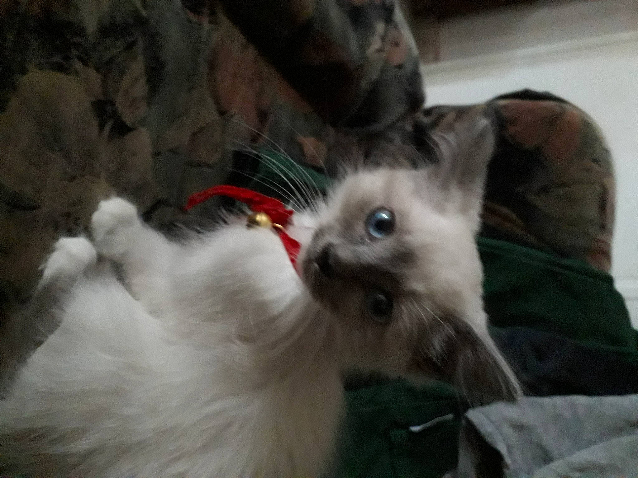 Sisi a rejoint le concours — aidez-le/la à gagner de superbes lots ! balinese, british_longhair, canidae, carnivore, cat, claw, companion_dog, dog_breed, fawn, felidae, fur, paw, ragdoll, small_to_medium_sized_cats, snout, tail, thai, whiskers