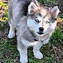 puppy, dog, husky, blue_eyes, fur, outdoor, grass, dirt, animal, pet, young, cute, alert, canine, nature, mammal, walking, playful, fluffy, ears