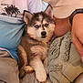 husky, puppy, dog, blue_eyes, fluffy, pet, couch, pillow, person, arm, indoor, cozy, relaxed, looking_at_camera, fur, young_dog, sitting, close_up, domestic_animal, companion