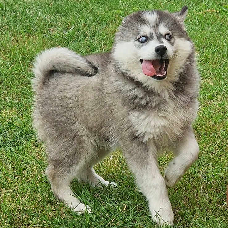 Aïka a rejoint le concours — aidez-le/la à gagner de superbes lots ! animal, blue_eyes, canine, cute, dog, energetic, fluffy, fur, grass, happy, husky, mammal, nature, outdoor, pet, playful, puppy, tongue_out, walking, young