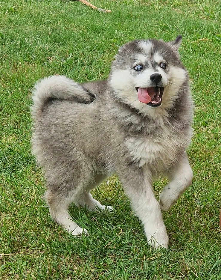 Aïka