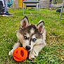 puppy, dog, husky, blue_eyes, grass, toy, orange_ball, outdoor, person, casual_clothing, sneakers, chair, table, fence, garden, playing, pet, young_dog, nature, relaxed