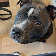 Venom participe au concours pour gagner de l'argent avec cette photo : animal, boxer, bulldog, canine, dog, frenchbulldog, furniture, hardwood, hound, labradorretriever, machine, person, pet, pitbull, plywood, pointer, puppy, snout, terrier, wood