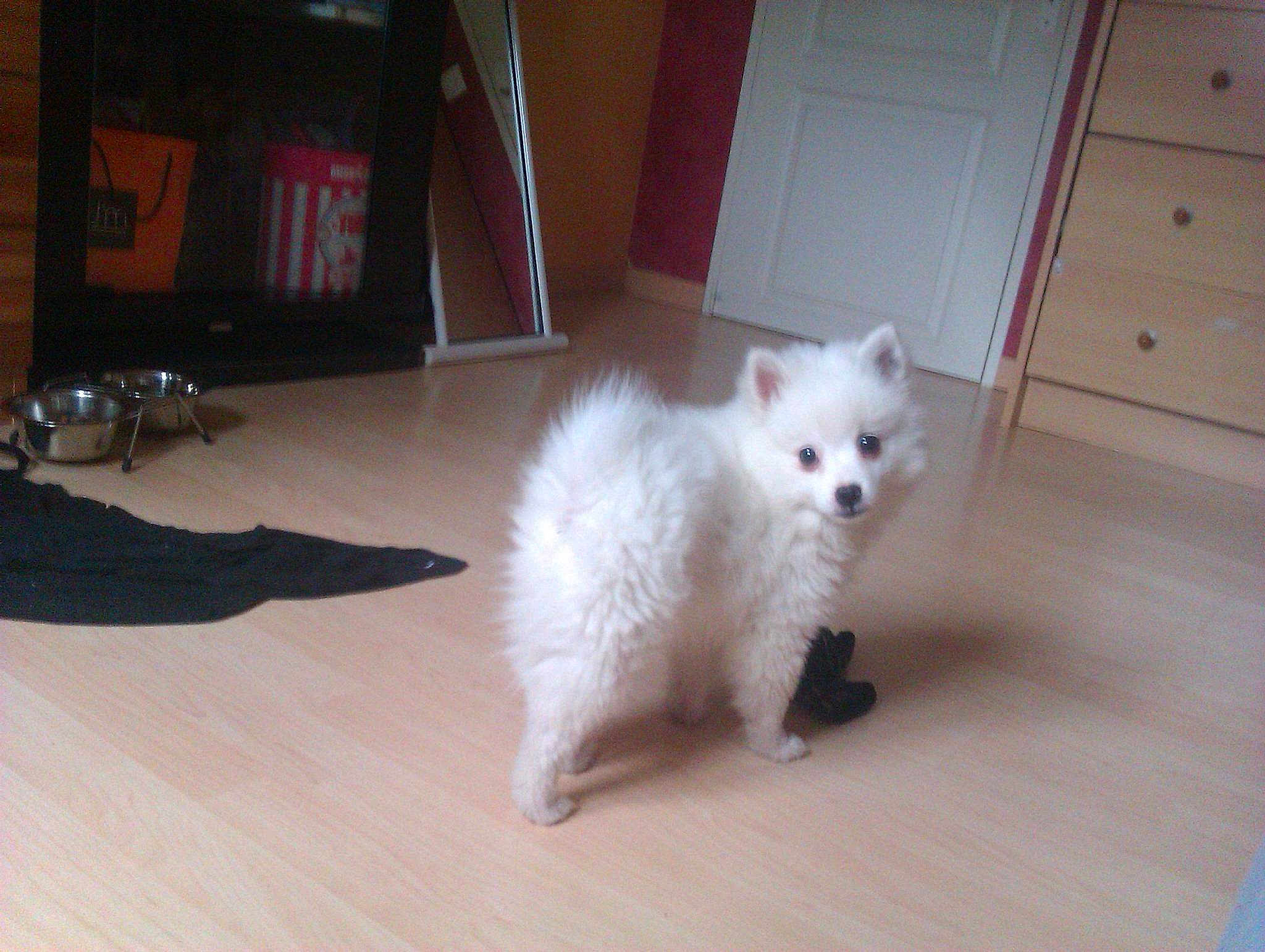 Kitty