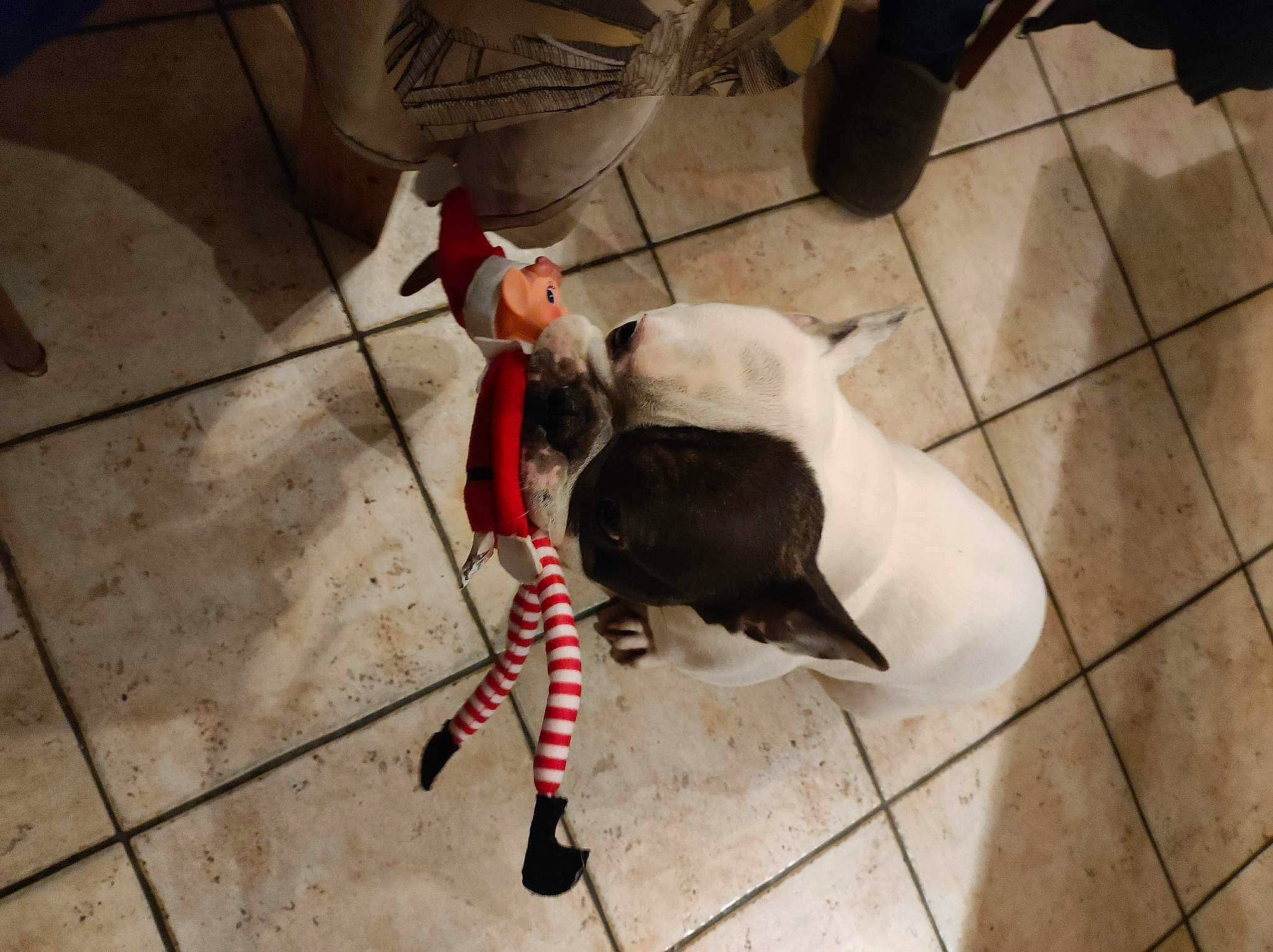 Obelix a rejoint le concours — aidez-le/la à gagner de superbes lots ! bag, carmine, carnivore, collar, companion_dog, dog_breed, dog_supply, event, fashion_accessory, felidae, floor, flooring, fur, hardwood, leash, pet_supply, small_to_medium_sized_cats, tail, wood, working_animal