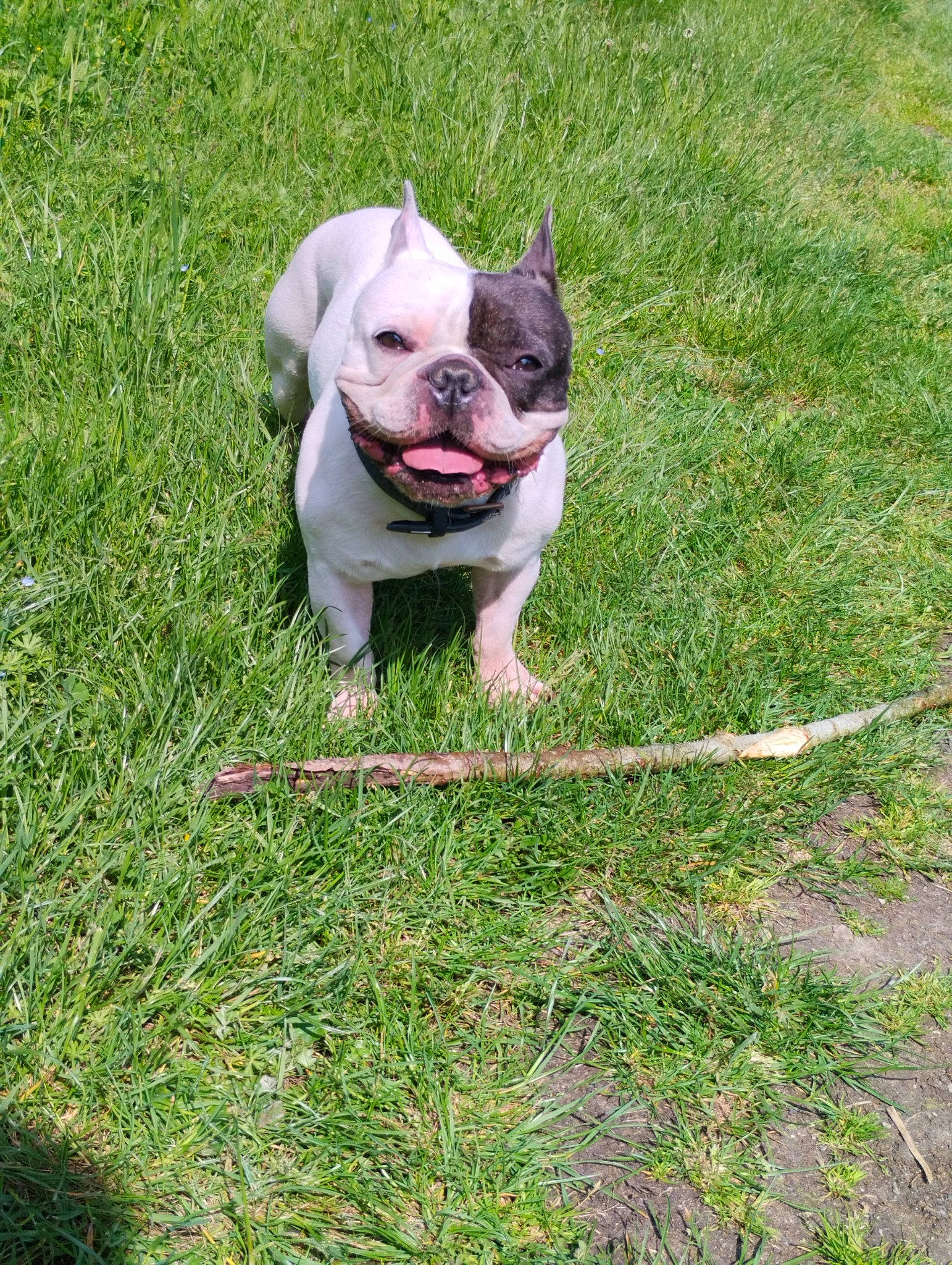 Obelix participe au concours pour gagner de l'argent avec cette photo : bulldog, canidae, carnivore, collar, companion_dog, dog, dog_breed, fawn, grass, groundcover, lawn, molosser, plant, snout, sporting_group, terrestrial_animal, toy_dog, whiskers, white_english_bulldog, wrinkle