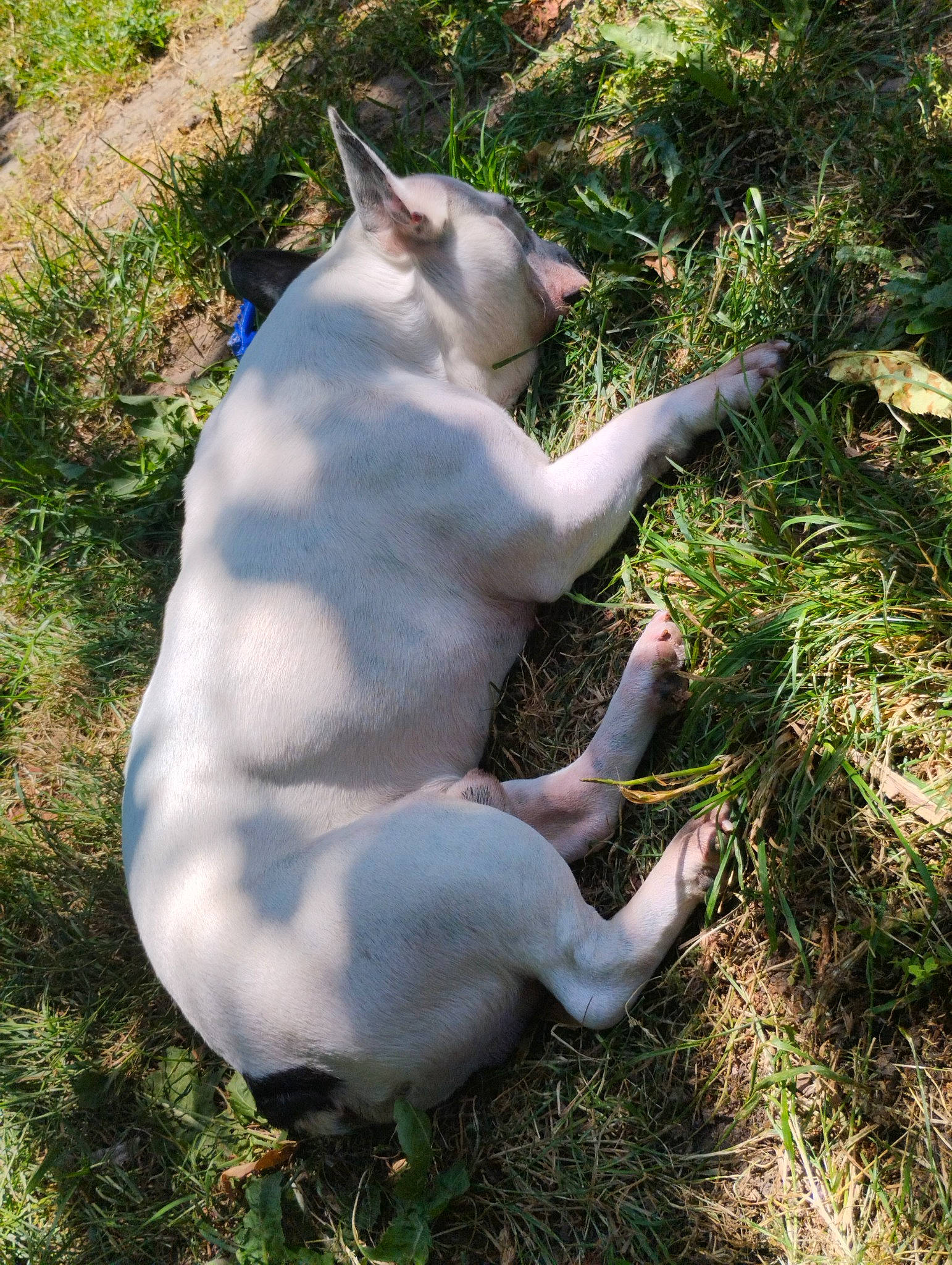 Obelix a rejoint le concours — aidez-le/la à gagner de superbes lots ! canidae, cat, companion_dog, dog_breed, fawn, felidae, grass, groundcover, herbaceous_plant, plant, sporting_group, tail, terrestrial_animal, wildlife
