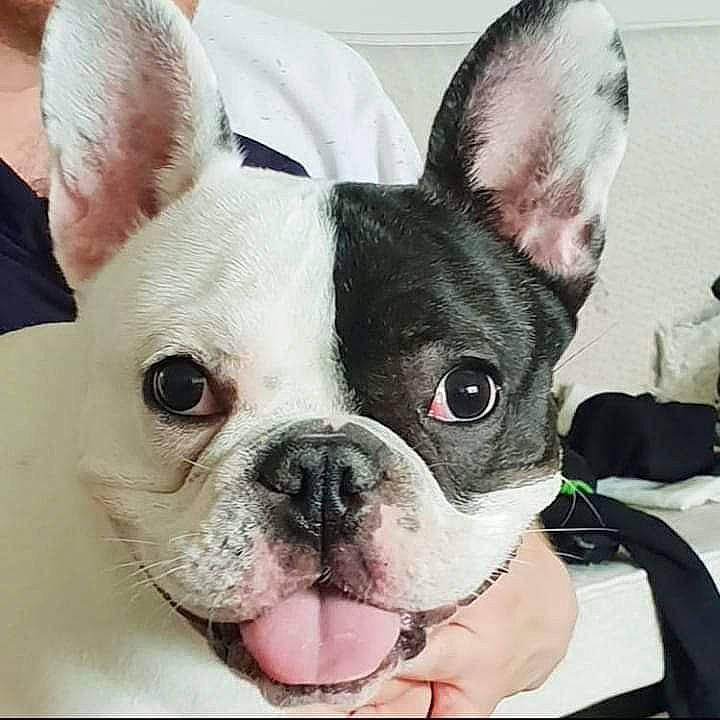 Obelix a rejoint le concours — aidez-le/la à gagner de superbes lots ! bulldog, canidae, carnivore, close_up, collar, companion_dog, dog, dog_breed, dog_collar, ear, fawn, grass, head, photograph, snapshot, snout, terrestrial_animal, toy_dog, whiskers, working_animal