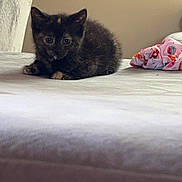 Freya joined the competition — help win amazing prizes! kitten, cat, bed, tortoiseshell, animal, pet, indoor, curious, feline, small, cute, resting, fur, young, domestic, cozy, blanket, fabric, sleeping_area, soft