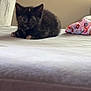 kitten, cat, bed, tortoiseshell, animal, pet, indoor, curious, feline, small, cute, resting, fur, young, domestic, cozy, blanket, fabric, sleeping_area, soft