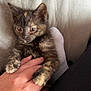 Freya joined the competition — help win amazing prizes! kitten, cat, hand, paw, feline, pet, cute, small, tortoiseshell, fur, claw, soft, cozy, indoor, resting, animal, mammal, young, curious, human