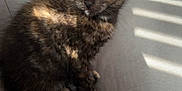 Freya joined the competition — help win amazing prizes! kitten, cat, pet, tortoiseshell, fur, animal, sunlight, shadow, striped_shadow, indoor, soft_surface, cute, small, sitting, feline, young, ears, eyes, whiskers, relaxed