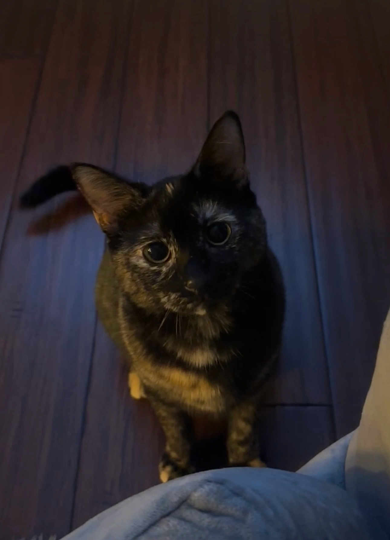 Freya is registered to the contest to win money with this photo: cat, tortoiseshell, pet, animal, indoor, floor, wooden_floor, curious, looking_up, feline, whiskers, ears, fur, domestic_cat, shadow, cozy, blanket, bed, low_light, home