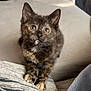 Freya joined the competition — help win amazing prizes! kitten, cat, tortoiseshell, pet, indoor, couch, blanket, fur, animal, cute, paws, young, domestic, feline, looking_up, tattoo, person, home, cozy, resting