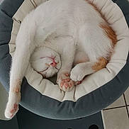 Pepsy a rejoint le concours — aidez-le/la à gagner de superbes lots ! animal, cat, comfortable, cozy, curled_up, cute, feline, indoor, orange, paw, paw_pads, pet_bed, pink_nose, relaxed, resting, sleeping, soft, stretching, tile_floor, white