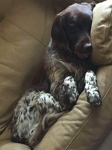 Heyko participe au concours pour gagner de l'argent avec cette photo : carnivore, comfort, companion_dog, couch, dog, dog_breed, fur, grey, gun_dog, liver, metal, paw, retriever, spaniel, sporting_group, tail, whiskers, working_animal