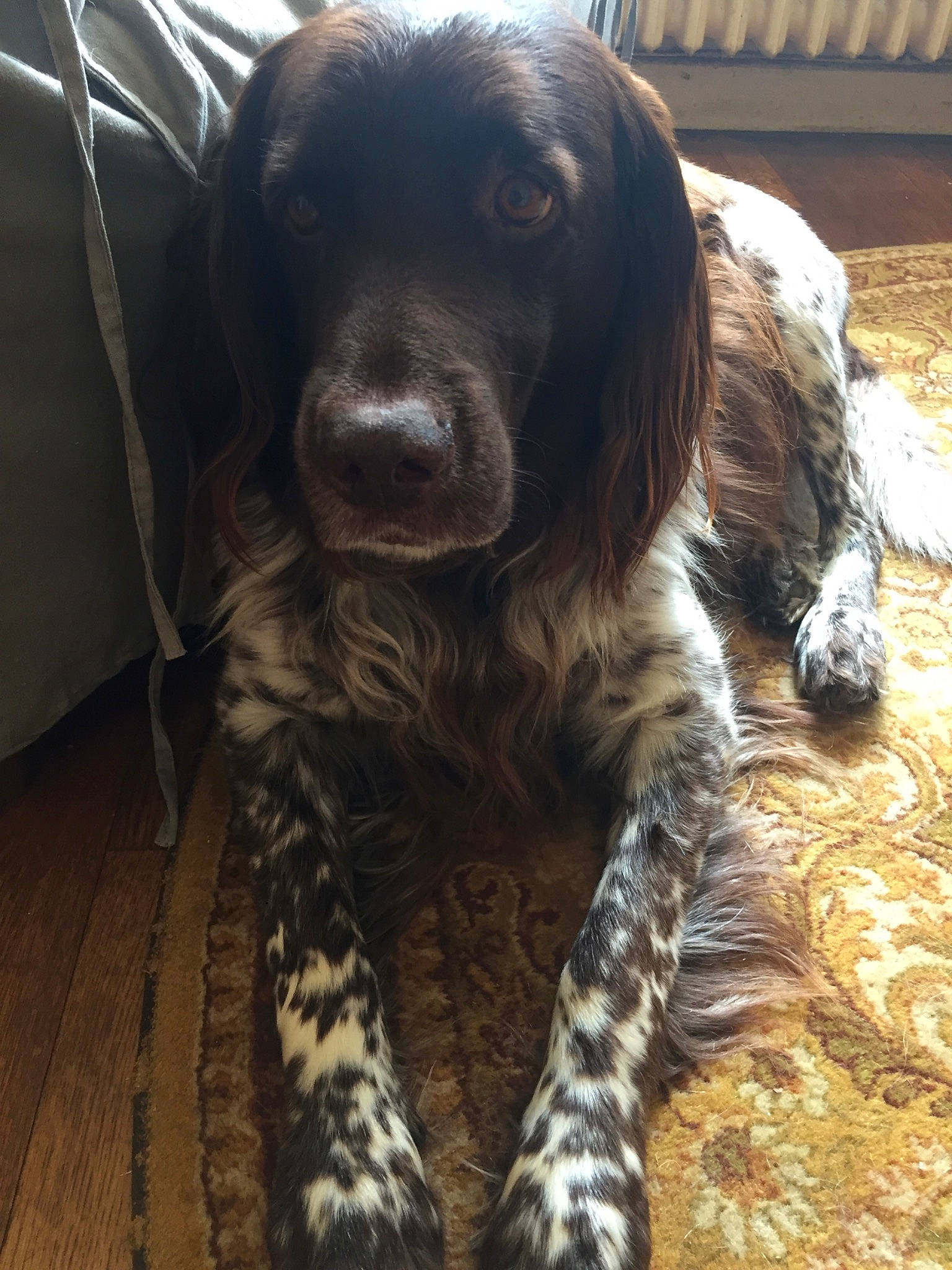 Heyko participe au concours pour gagner de l'argent avec cette photo : canidae, carnivore, cocker_spaniel, companion_dog, dog, dog_breed, dog_collar, eye, fawn, fur, gun_dog, liver, pointing_breed, retriever, russian_spaniel, snout, spaniel, sporting_group, whiskers, working_animal