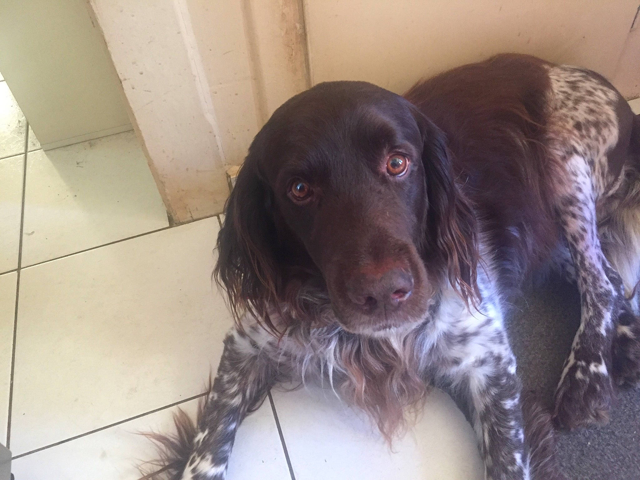 Heyko a rejoint le concours — aidez-le/la à gagner de superbes lots ! borador, canidae, carnivore, cocker_spaniel, companion_dog, dog, dog_breed, dog_collar, event, flooring, fur, gun_dog, liver, pointing_breed, retriever, snout, spaniel, sporting_group, whiskers, working_animal