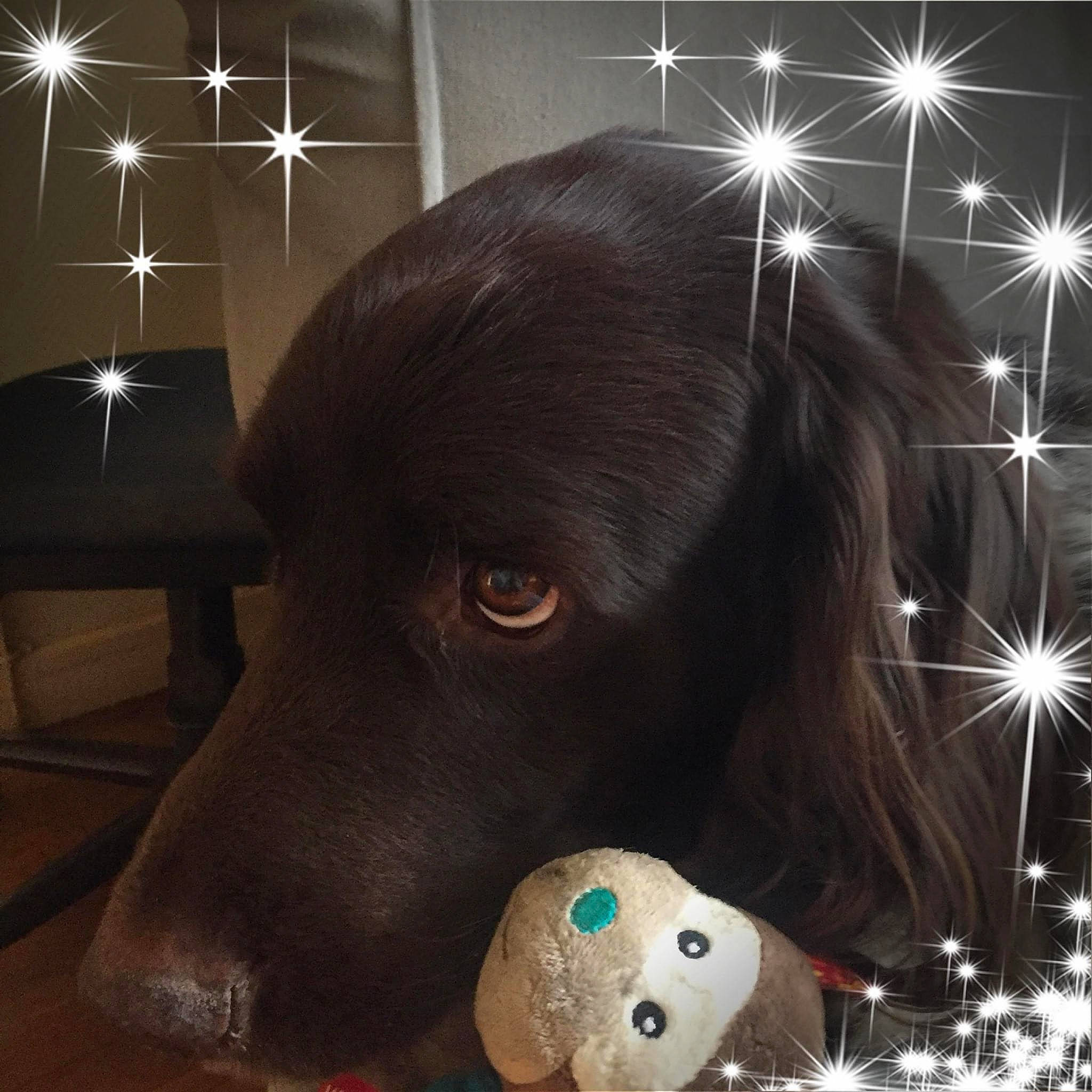 Heyko a rejoint le concours — aidez-le/la à gagner de superbes lots ! art, ball, canidae, carnivore, chair, companion_dog, darkness, dog, dog_breed, fur, light, liver, snout, spaniel, sporting_group, table, toy, whiskers, white, working_animal