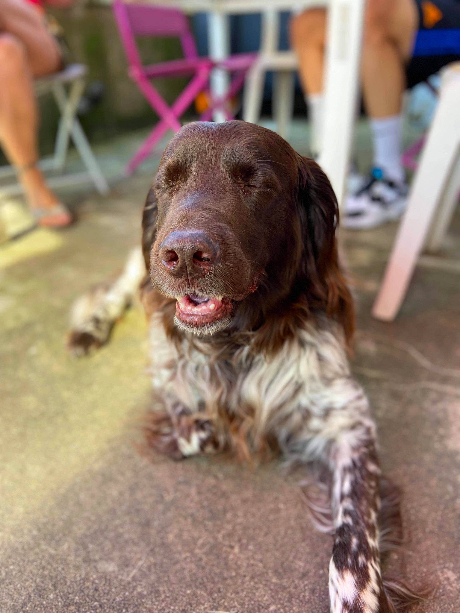 Heyko participe au concours pour gagner de l'argent avec cette photo : canidae, carnivore, chair, cocker_spaniel, companion_dog, dog, dog_breed, flesh, flooring, fur, gun_dog, liver, pointing_breed, retriever, shorts, snout, spaniel, sporting_group, terrestrial_animal, working_animal