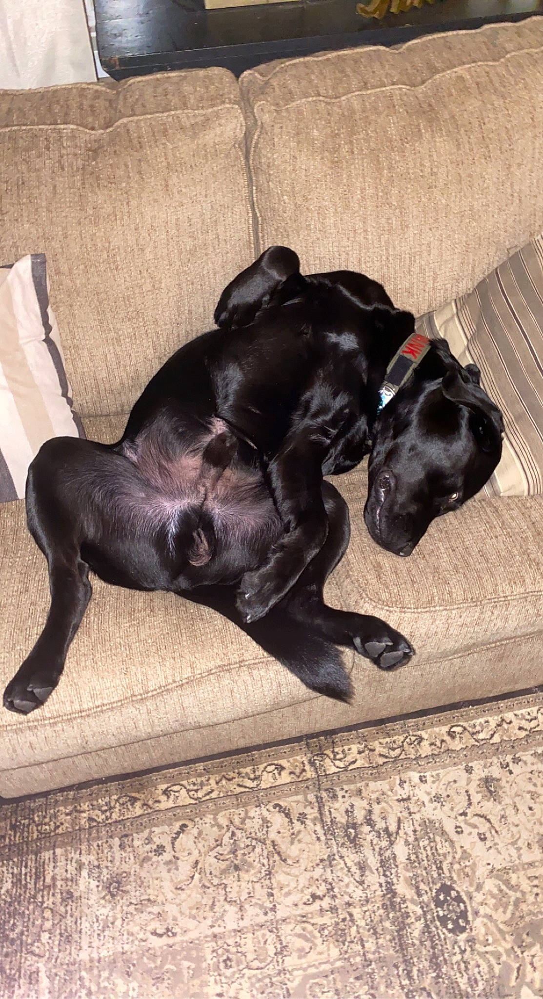 Hank joined the competition — help win amazing prizes! carnivore, comfort, companion_dog, dog, dog_breed, dog_collar, fawn, fur, grey, guard_dog, liver, mammal, metal, snout, sporting_group, tail, terrestrial_animal, vertebrate, whiskers, working_animal