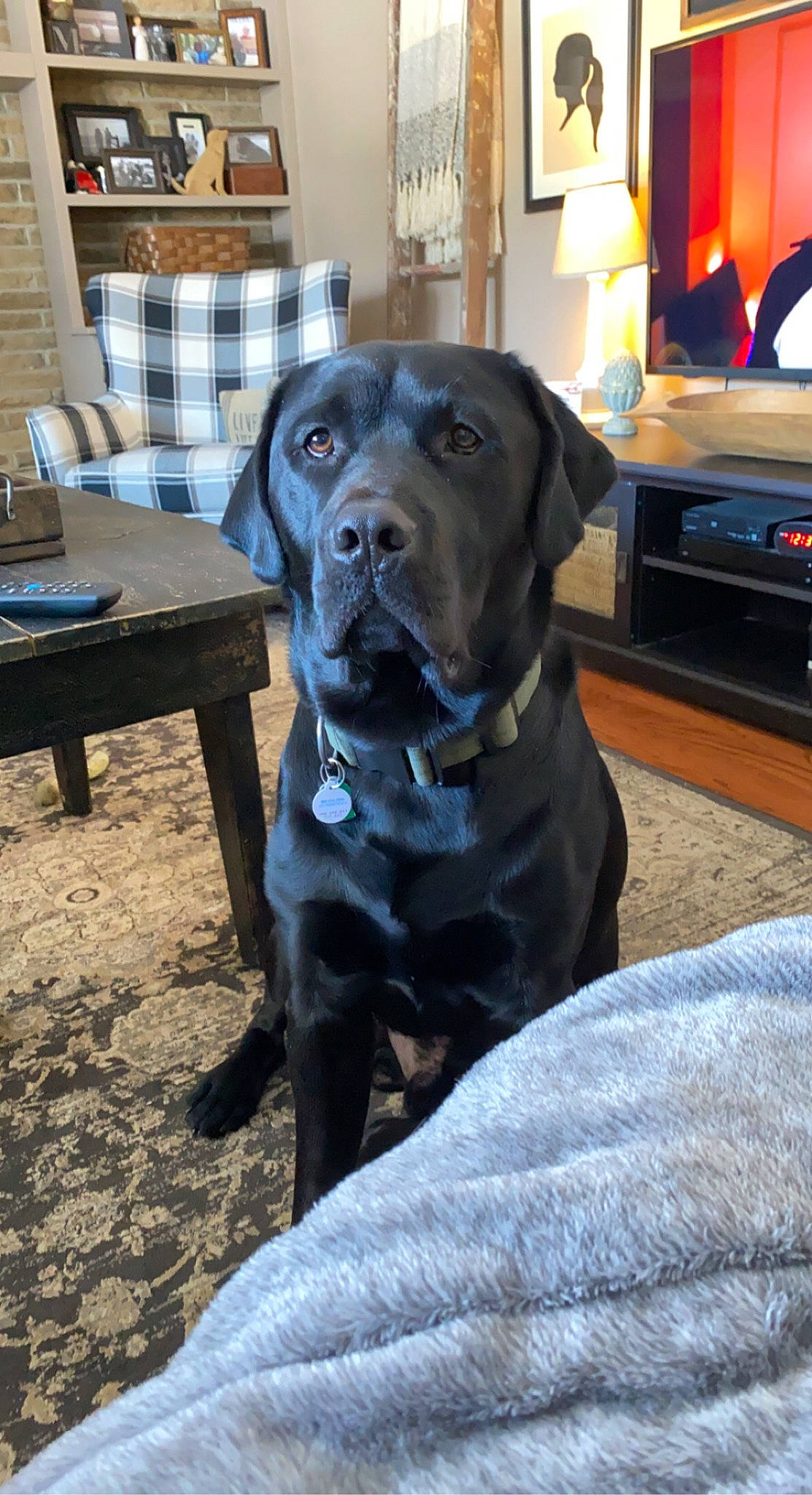 Hank is registered to the contest to win money with this photo: borador, canidae, carnivore, collar, comfort, companion_dog, dog, dog_breed, dog_collar, fawn, gun_dog, home_appliance, kitchen_appliance, liver, picture_frame, snout, sporting_group, table, television, working_animal