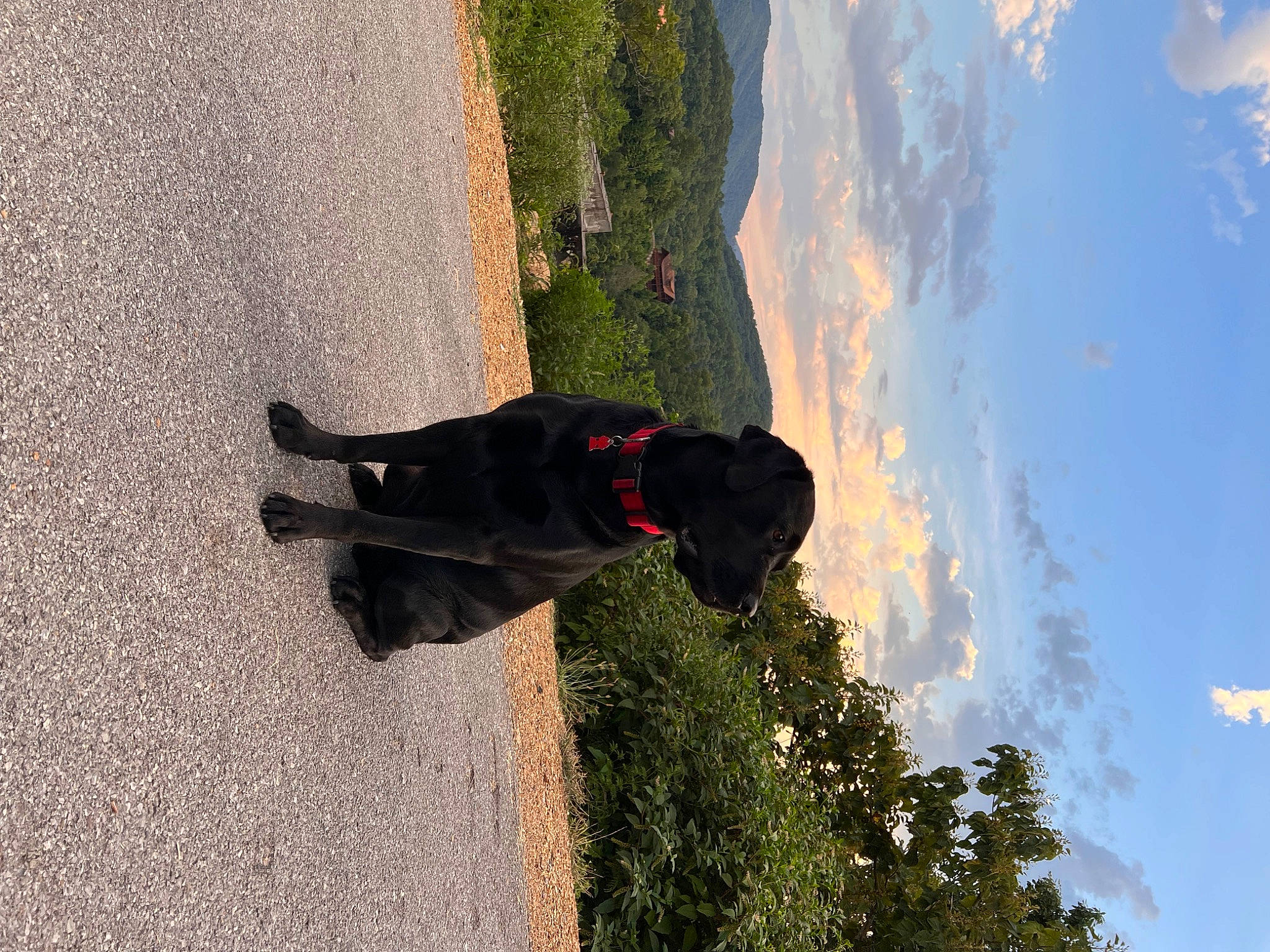 Hank joined the competition — help win amazing prizes! adventure, asphalt, cloud, cumulus, fun, grass, landscape, people_in_nature, plant, recreation, shadow, sky, tints_and_shades, tree