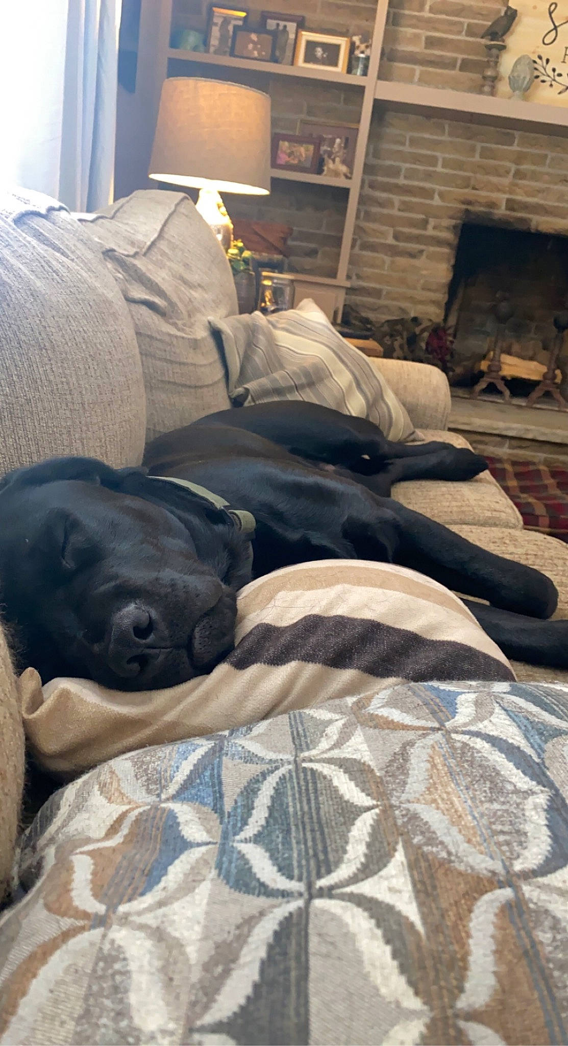 Hank joined the competition — help win amazing prizes! bedding, bedroom, carnivore, comfort, companion_dog, couch, dog, dog_breed, fawn, flooring, grey, hardwood, lamp, linens, living_room, picture_frame, room, textile, wood, working_animal